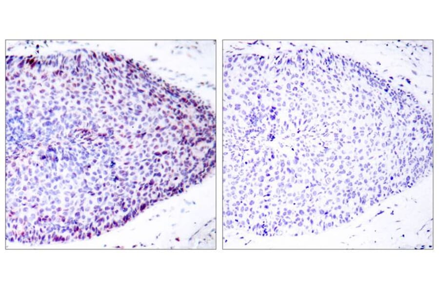 Immunohistochemistry - ATF2 (Ab-62 or 44) Antibody from Signalway Antibody (21029) - Antibodies.com