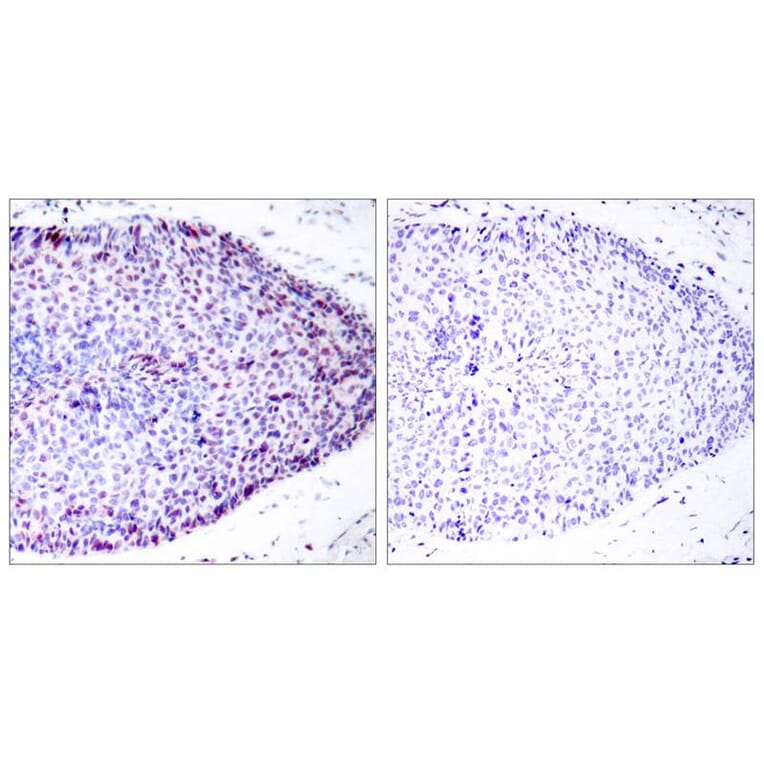 Immunohistochemistry - ATF2 (Ab-62 or 44) Antibody from Signalway Antibody (21029) - Antibodies.com