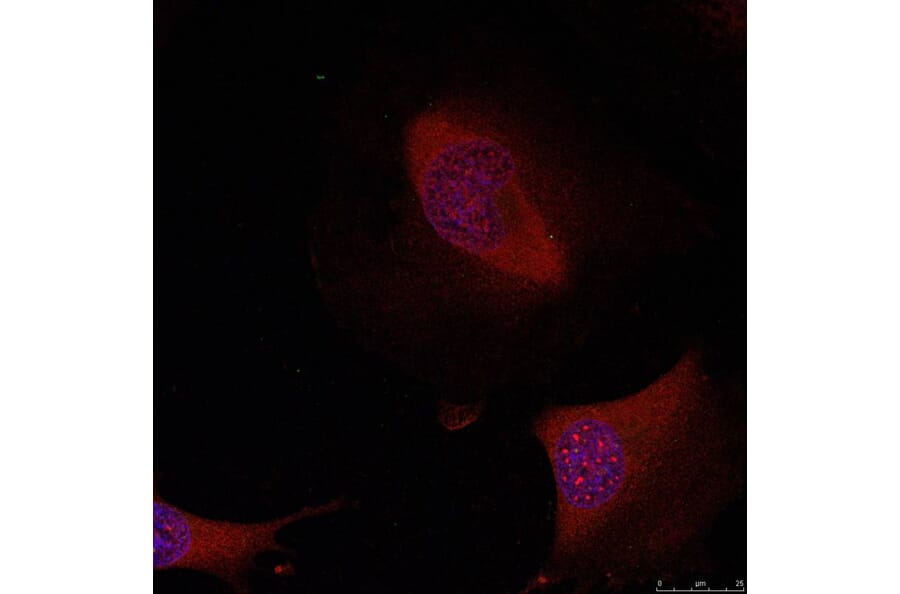 Immunofluorescence - ATF2 (Ab-62 or 44) Antibody from Signalway Antibody (21029) - Antibodies.com