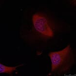 Immunofluorescence - ATF2 (Ab-62 or 44) Antibody from Signalway Antibody (21029) - Antibodies.com