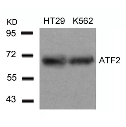 Western blot - ATF2 (Ab-71 or 53) Antibody from Signalway Antibody (21031) - Antibodies.com