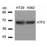 Western blot - ATF2 (Ab-71 or 53) Antibody from Signalway Antibody (21031) - Antibodies.com