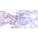 Immunohistochemistry - ATF2 (Ab-71 or 53) Antibody from Signalway Antibody (21031) - Antibodies.com