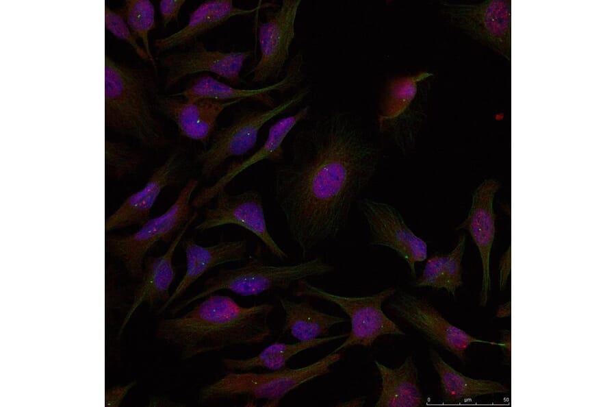 Immunofluorescence - ATF2 (Ab-71 or 53) Antibody from Signalway Antibody (21031) - Antibodies.com