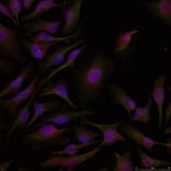 Immunofluorescence - ATF2 (Ab-71 or 53) Antibody from Signalway Antibody (21031) - Antibodies.com