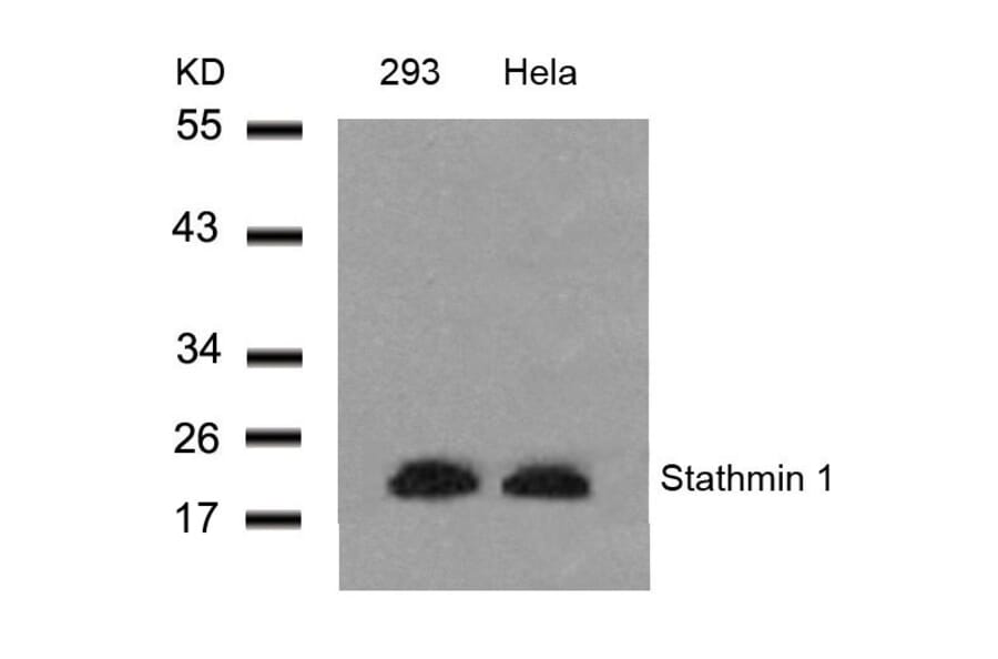 Western blot - Stathmin1 (Ab-25) Antibody from Signalway Antibody (21217) - Antibodies.com
