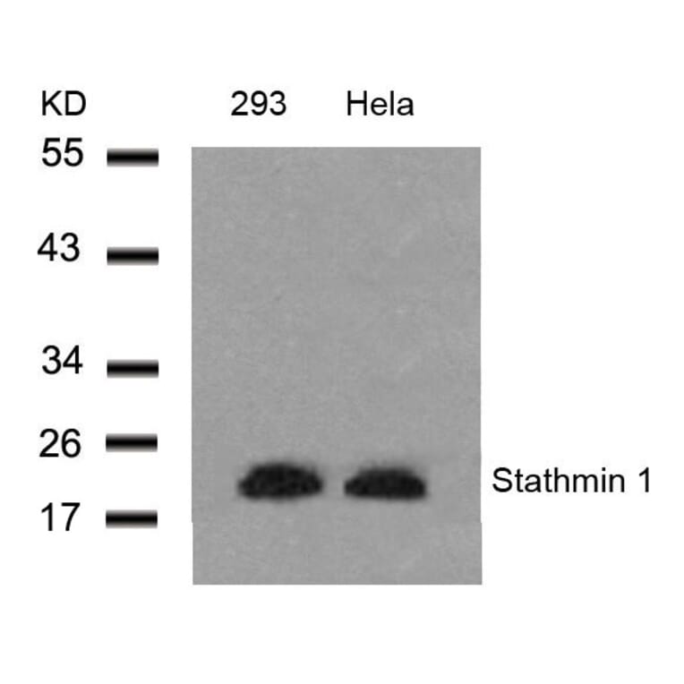 Western blot - Stathmin1 (Ab-25) Antibody from Signalway Antibody (21217) - Antibodies.com