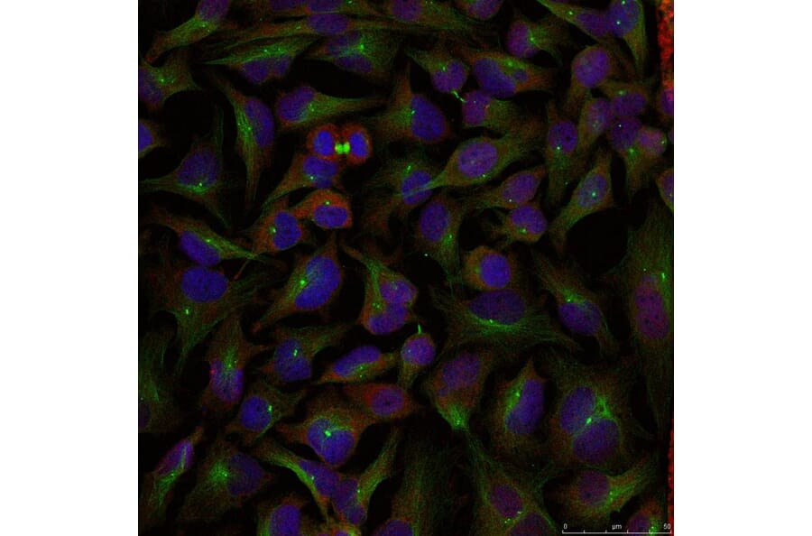 Immunofluorescence - Stathmin1 (Ab-25) Antibody from Signalway Antibody (21217) - Antibodies.com