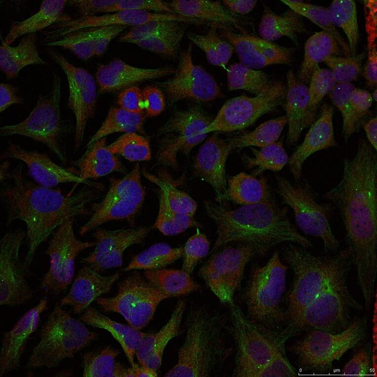 Immunofluorescence - Stathmin1 (Ab-25) Antibody from Signalway Antibody (21217) - Antibodies.com