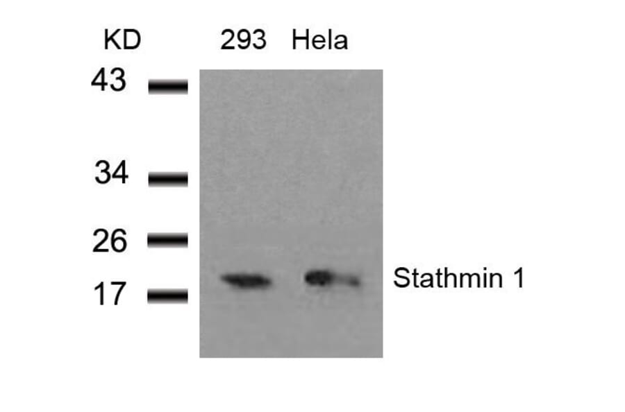 Western blot - Stathmin1 (Ab-38) Antibody from Signalway Antibody (21218) - Antibodies.com
