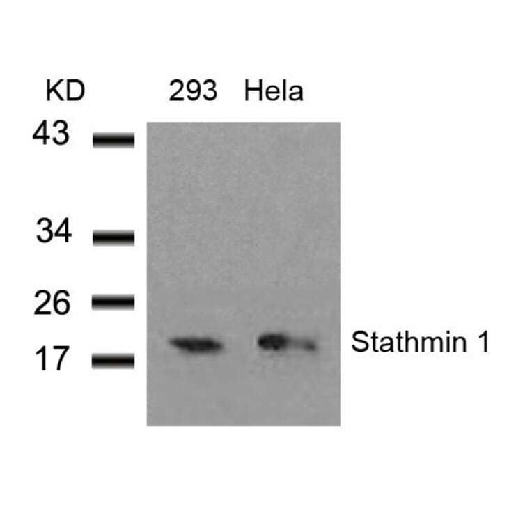 Western blot - Stathmin1 (Ab-38) Antibody from Signalway Antibody (21218) - Antibodies.com