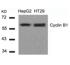 Western blot - Cyclin B1 (Ab-147) Antibody from Signalway Antibody (21540) - Antibodies.com