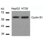 Western blot - Cyclin B1 (Ab-147) Antibody from Signalway Antibody (21540) - Antibodies.com