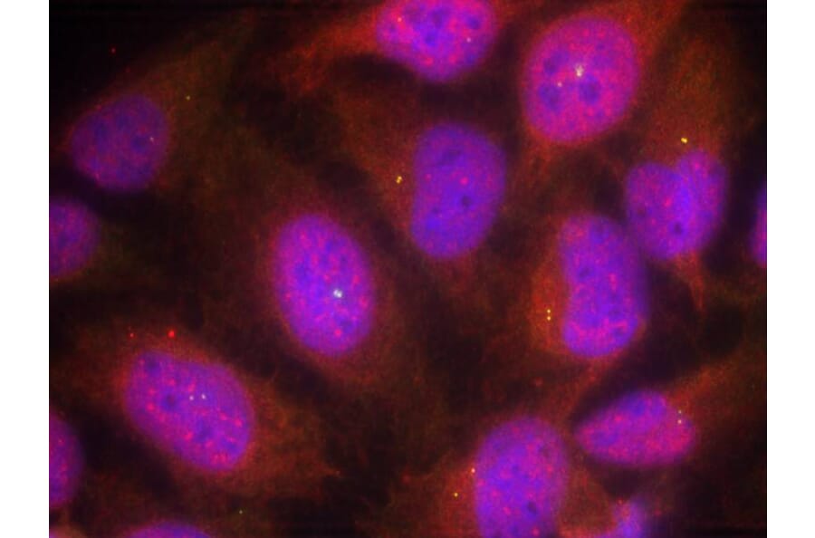 Immunofluorescence - Cyclin B1 (Ab-147) Antibody from Signalway Antibody (21540) - Antibodies.com