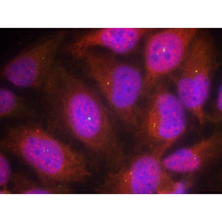 Immunofluorescence - Cyclin B1 (Ab-147) Antibody from Signalway Antibody (21540) - Antibodies.com