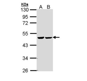 fumarate hydratase antibody from Signalway Antibody (22079) - Antibodies.com