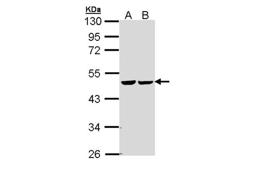 fumarate hydratase antibody from Signalway Antibody (22079) - Antibodies.com