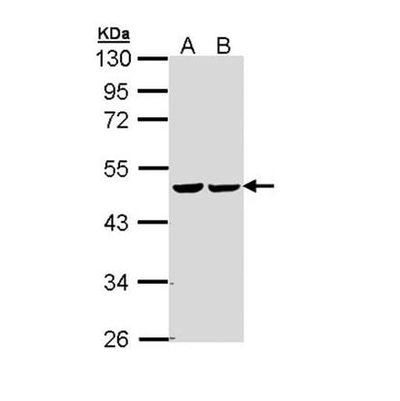 fumarate hydratase antibody from Signalway Antibody (22079) - Antibodies.com