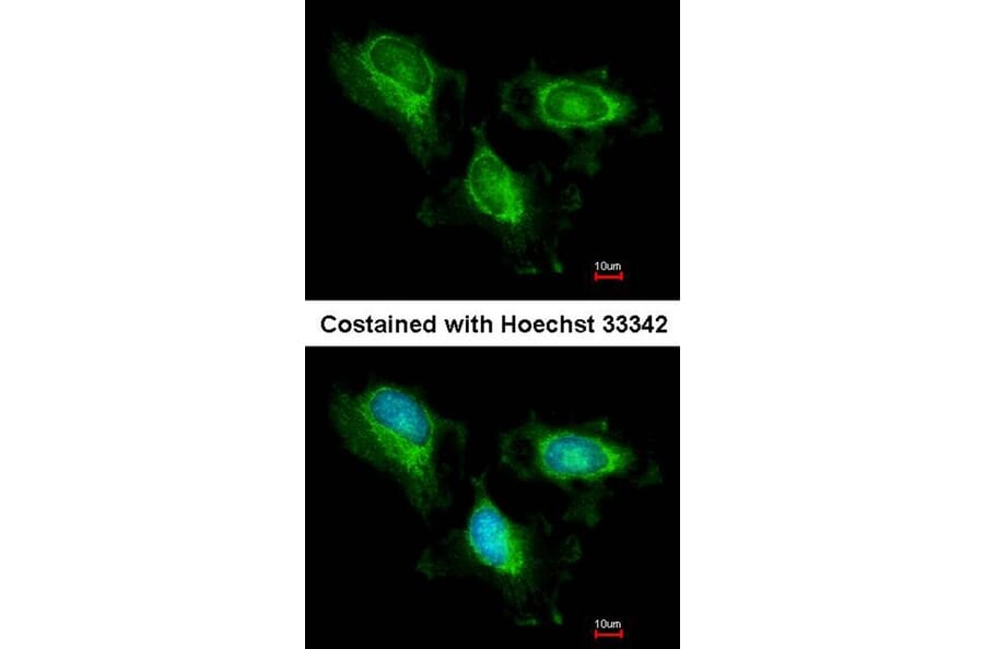 Immunofluorescence - fumarate hydratase antibody from Signalway Antibody (22079) - Antibodies.com