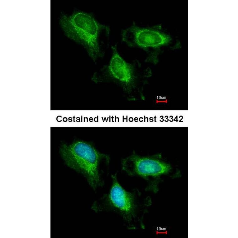 Immunofluorescence - fumarate hydratase antibody from Signalway Antibody (22079) - Antibodies.com