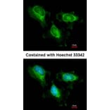 Immunofluorescence - fumarate hydratase antibody from Signalway Antibody (22079) - Antibodies.com