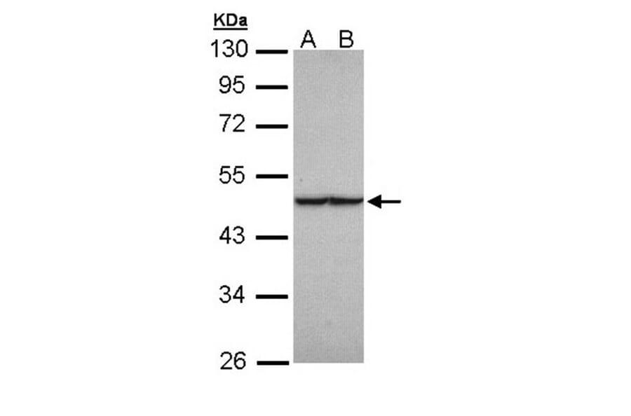 fumarate hydratase antibody from Signalway Antibody (22113) - Antibodies.com