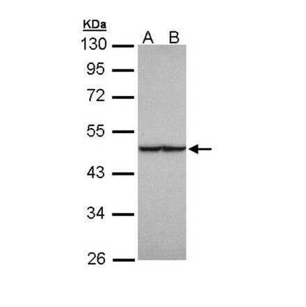 fumarate hydratase antibody from Signalway Antibody (22113) - Antibodies.com