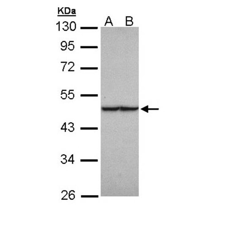fumarate hydratase antibody from Signalway Antibody (22113) - Antibodies.com