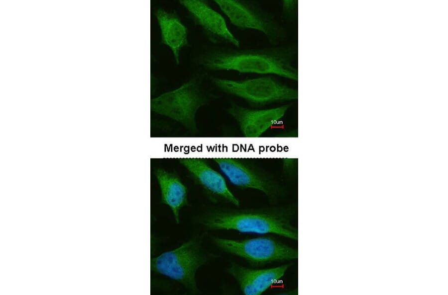 Immunofluorescence - fumarate hydratase antibody from Signalway Antibody (22113) - Antibodies.com
