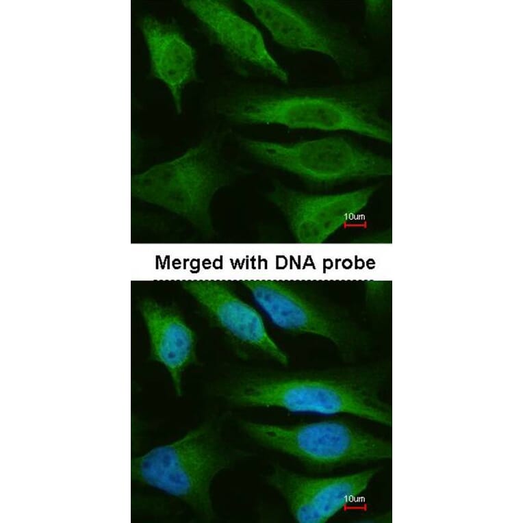 Immunofluorescence - fumarate hydratase antibody from Signalway Antibody (22113) - Antibodies.com