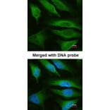 Immunofluorescence - fumarate hydratase antibody from Signalway Antibody (22113) - Antibodies.com