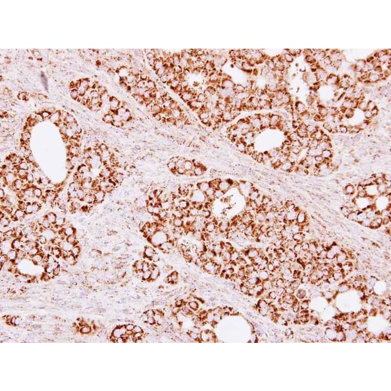 Immunohistochemistry - Citrate synthetase antibody from Signalway Antibody (22382) - Antibodies.com