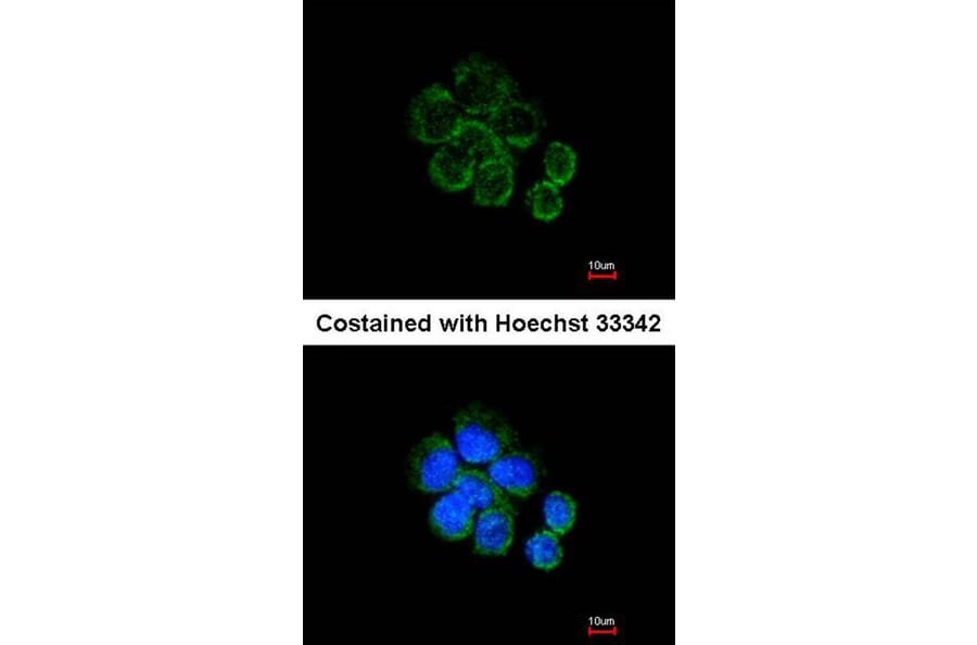 Immunofluorescence - Citrate synthetase antibody from Signalway Antibody (22382) - Antibodies.com