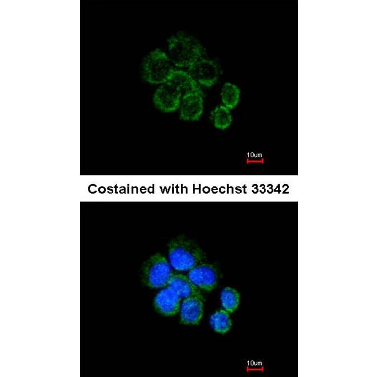 Immunofluorescence - Citrate synthetase antibody from Signalway Antibody (22382) - Antibodies.com