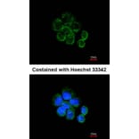 Immunofluorescence - Citrate synthetase antibody from Signalway Antibody (22382) - Antibodies.com