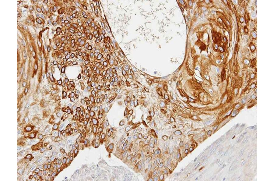 Immunohistochemistry - Creatine Kinase BB antibody from Signalway Antibody (22839) - Antibodies.com