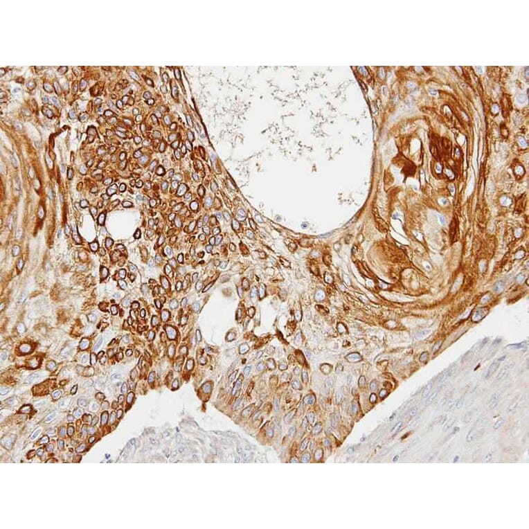 Immunohistochemistry - Creatine Kinase BB antibody from Signalway Antibody (22839) - Antibodies.com