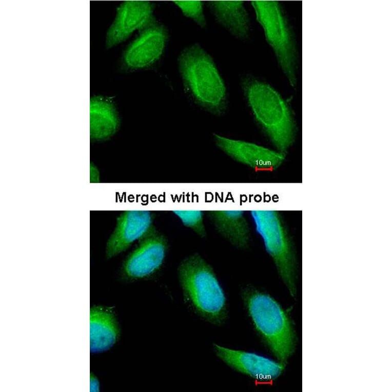 Immunofluorescence - Creatine Kinase BB antibody from Signalway Antibody (22839) - Antibodies.com