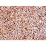 Immunohistochemistry - Interferon alpha-2 antibody from Signalway Antibody (23024) - Antibodies.com