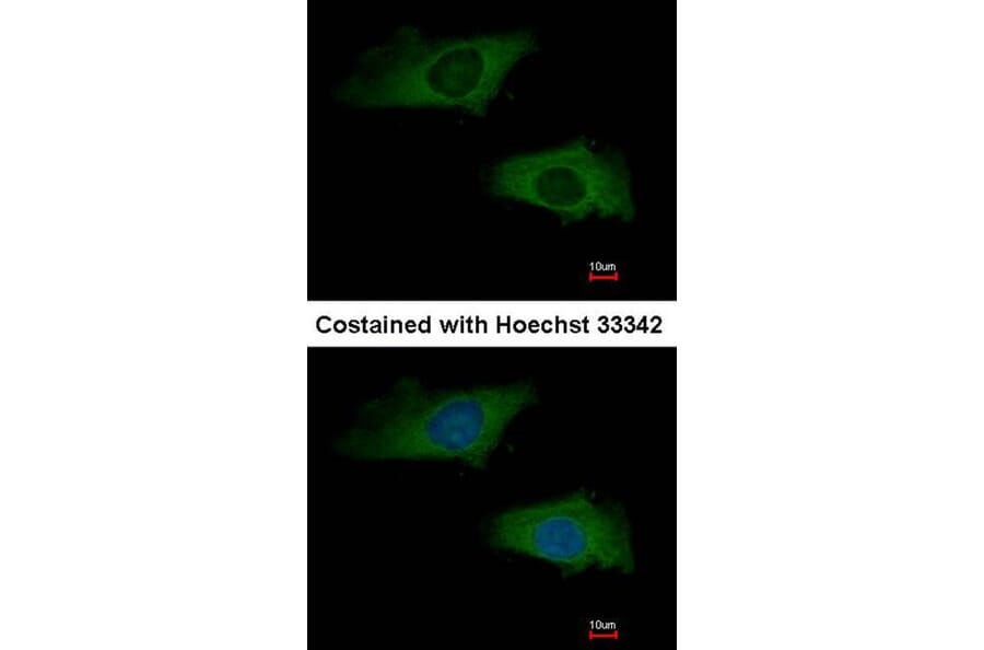 Immunofluorescence - Interferon alpha-2 antibody from Signalway Antibody (23024) - Antibodies.com