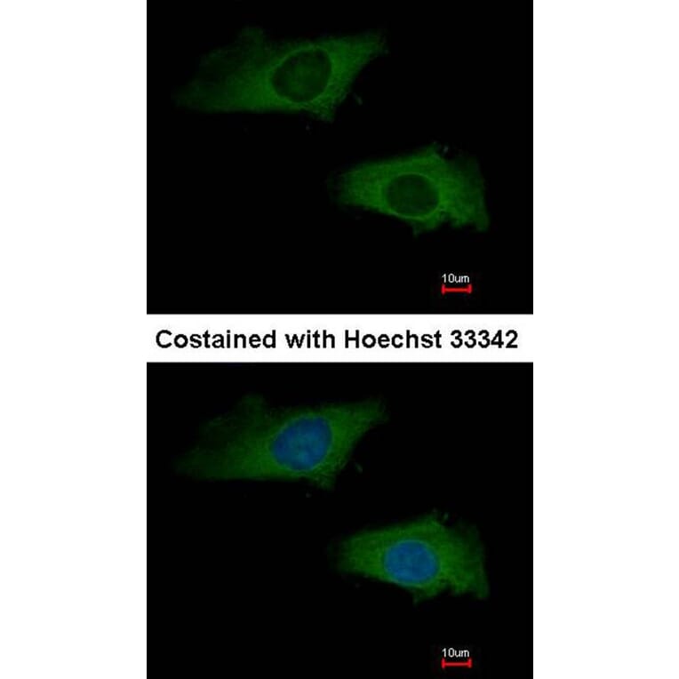 Immunofluorescence - Interferon alpha-2 antibody from Signalway Antibody (23024) - Antibodies.com