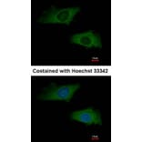 Immunofluorescence - Interferon alpha-2 antibody from Signalway Antibody (23024) - Antibodies.com
