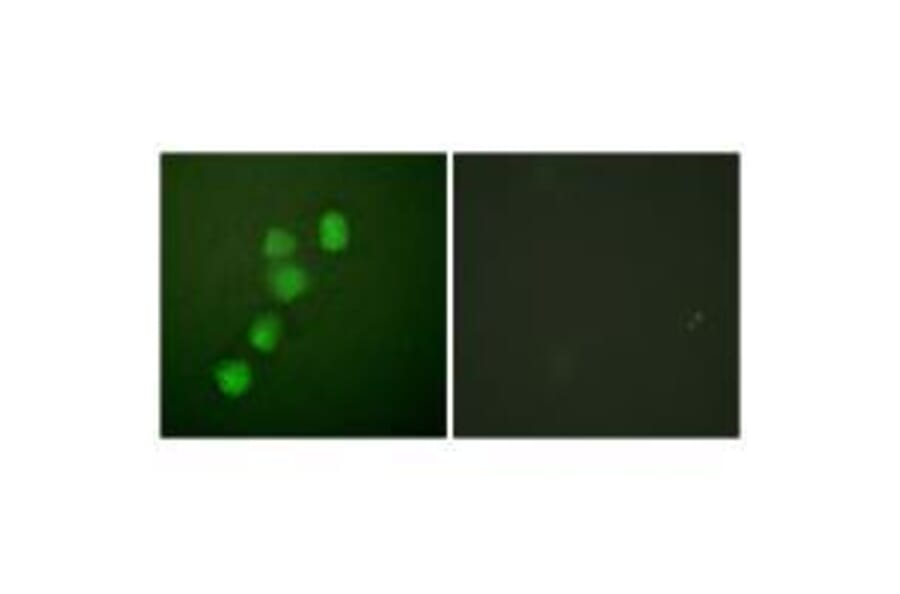Immunofluorescence - Cyclin E1 (Ab-395) Antibody from Signalway Antibody (33122) - Antibodies.com