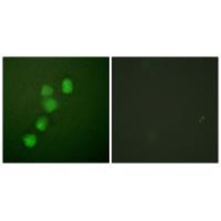 Immunofluorescence - Cyclin E1 (Ab-395) Antibody from Signalway Antibody (33122) - Antibodies.com