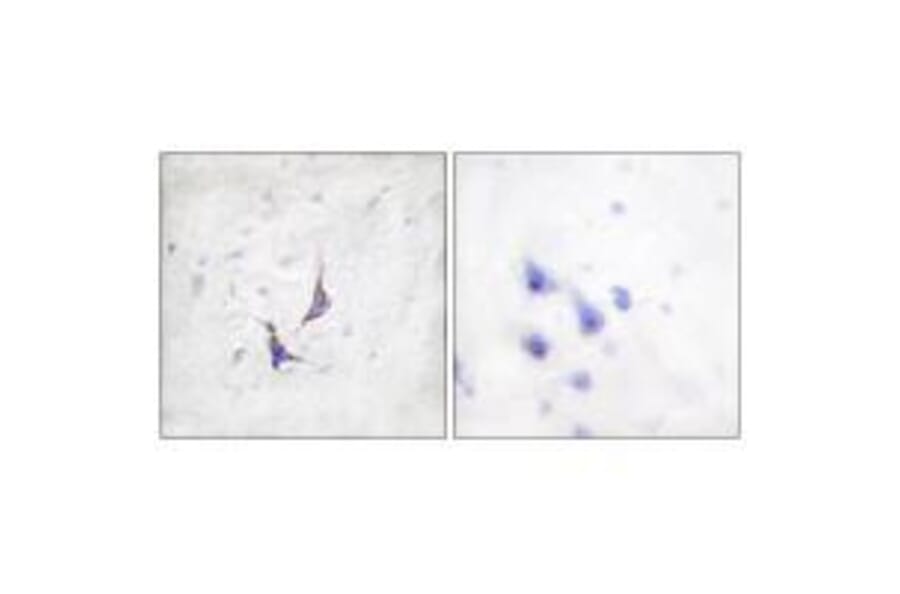 Immunohistochemistry - Syndecan4 (Ab-179) Antibody from Signalway Antibody (33166) - Antibodies.com