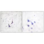 Immunohistochemistry - Syndecan4 (Ab-179) Antibody from Signalway Antibody (33166) - Antibodies.com