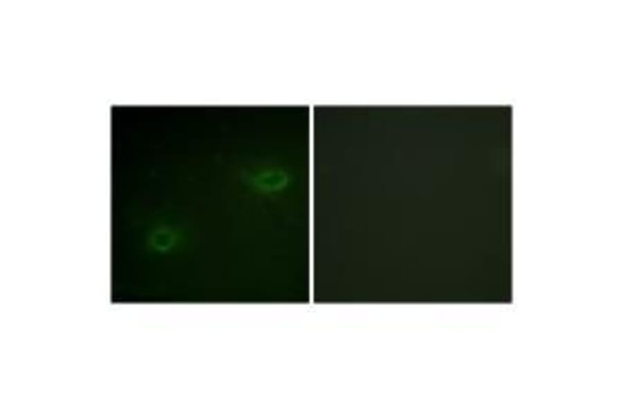 Immunofluorescence - Syndecan4 (Ab-179) Antibody from Signalway Antibody (33166) - Antibodies.com