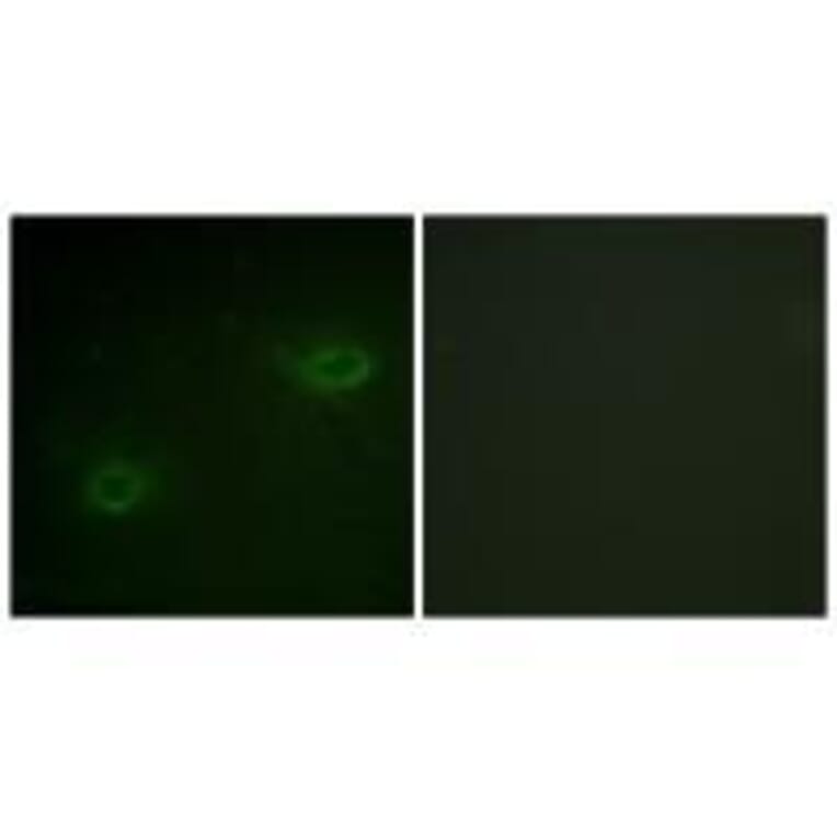 Immunofluorescence - Syndecan4 (Ab-179) Antibody from Signalway Antibody (33166) - Antibodies.com