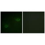 Immunofluorescence - Syndecan4 (Ab-179) Antibody from Signalway Antibody (33166) - Antibodies.com