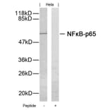 Western blot - NFkB-p65 (Ab-276) Antibody from Signalway Antibody (21011) - Antibodies.com